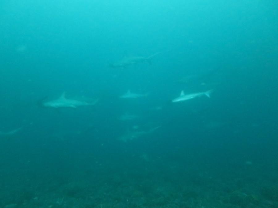 ６/４　海洋公園に潜って来ました♪