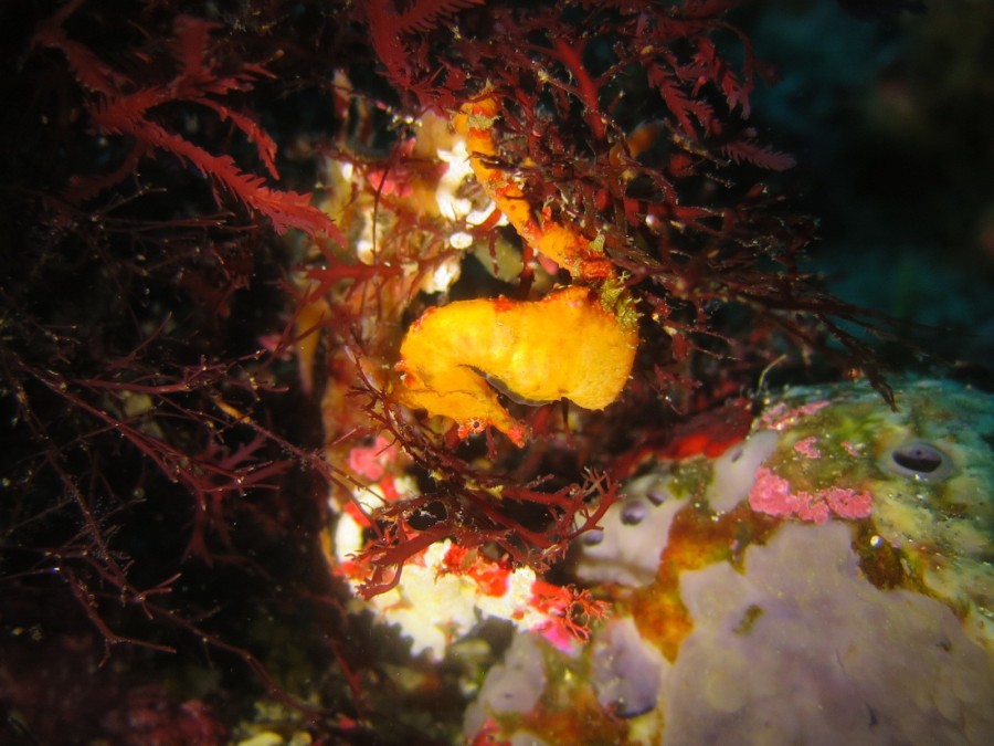 6/12　富戸再開まであと1週間！調査ダイブへ行ってきました♪