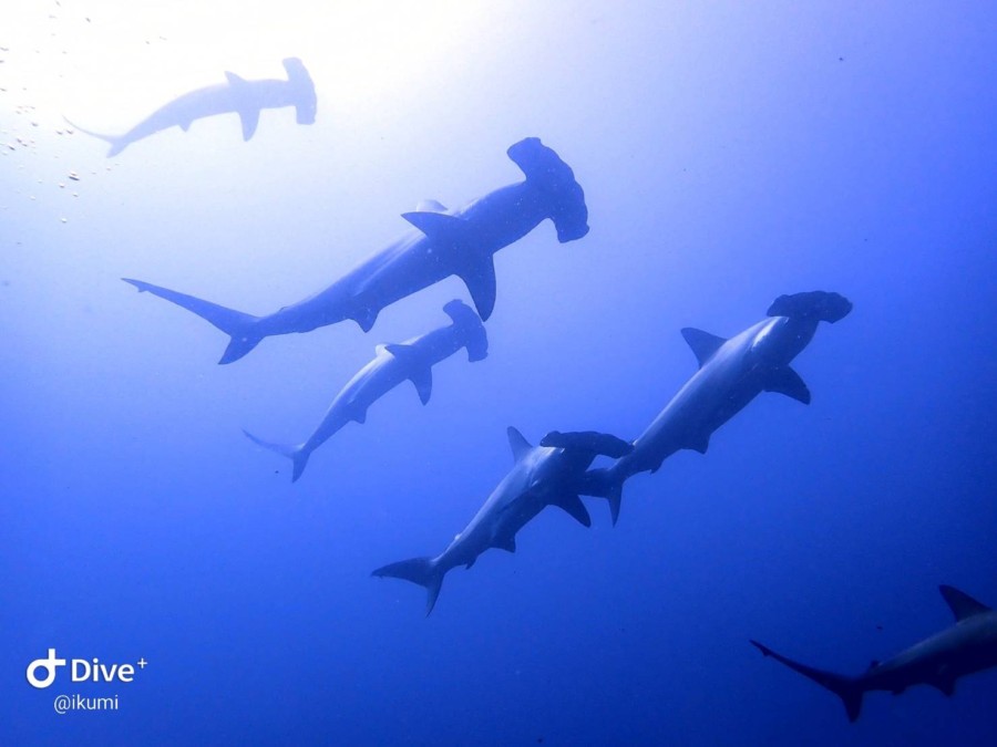 8/3　富戸：昨日よりは回復傾向^^;　水深２０ｍより深場は１５ｍOverも