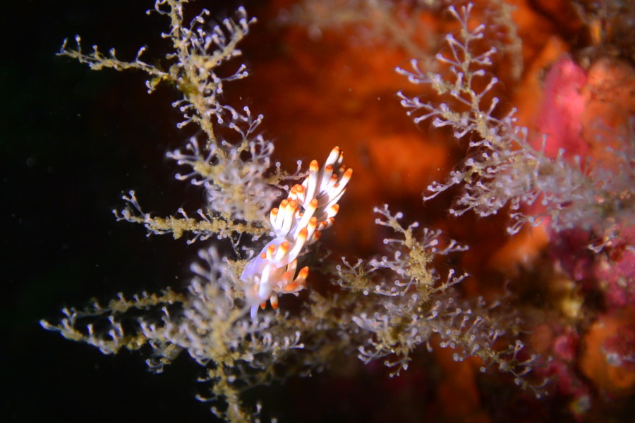 8/3　富戸：昨日よりは回復傾向^^;　水深２０ｍより深場は１５ｍOverも