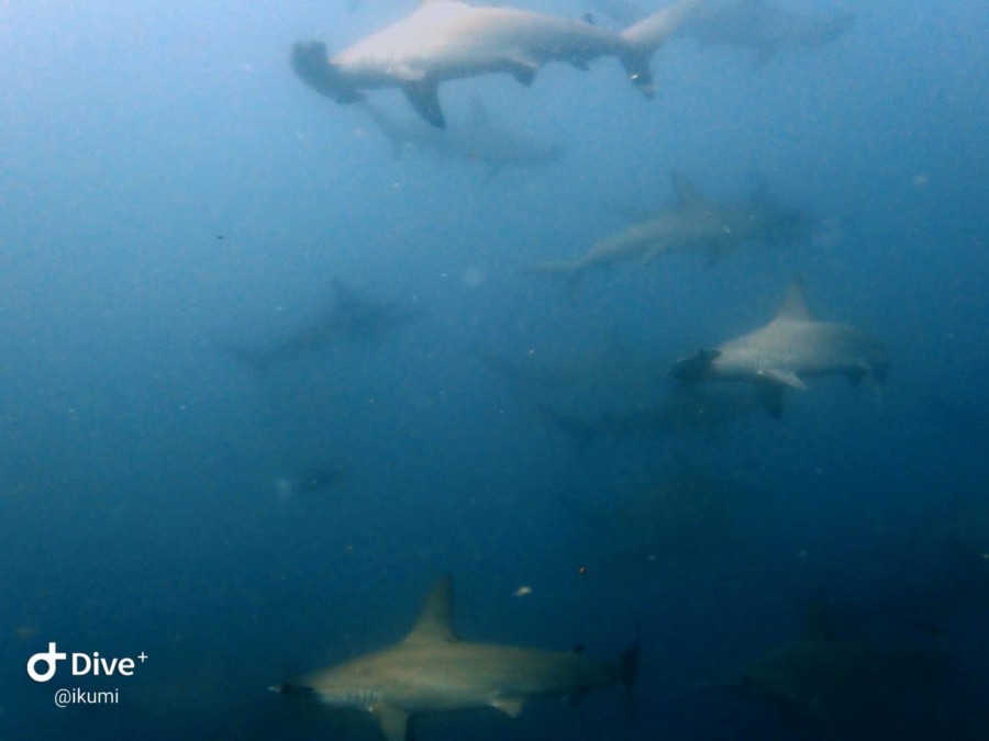 8/20　富戸：透明度UP！！　群れも可愛いのも盛りだくさんの生物達です＼(^o^)／