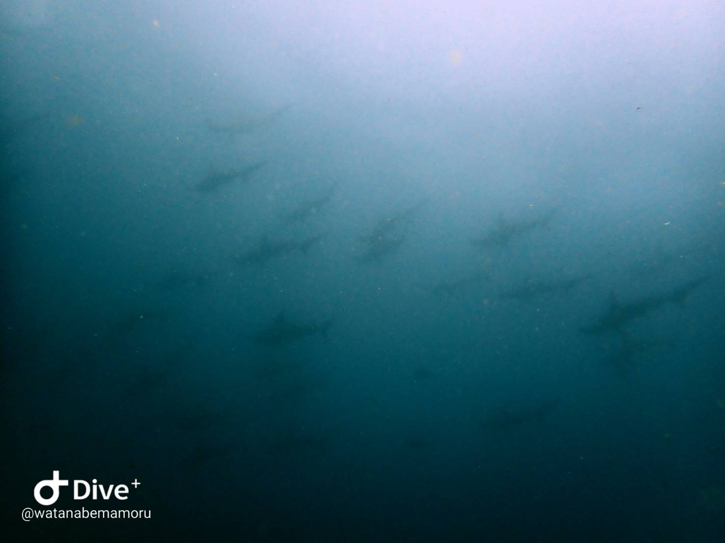 8/21 富戸:更に透明度UP!ボート:イワシだらけ♪ ビーチ:可愛いネコザメ赤ちゃん