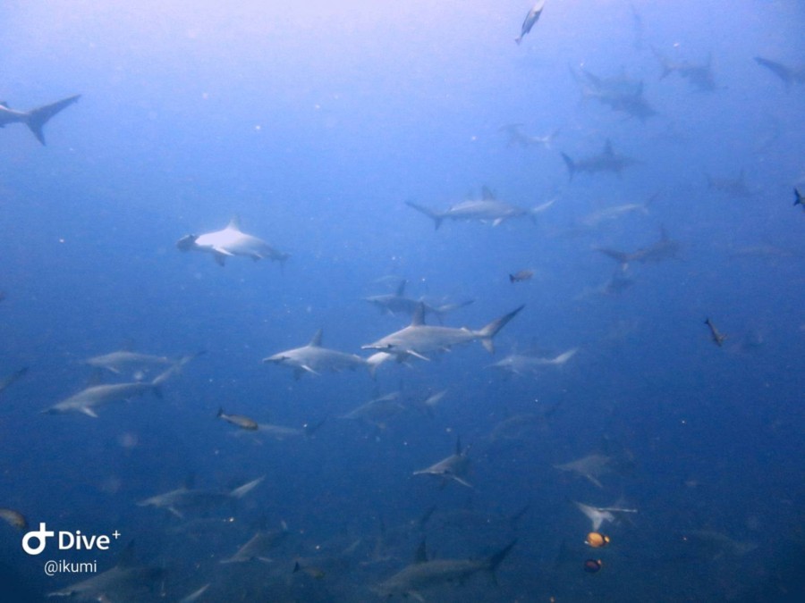 8/4　富戸も負けじとアオリイカパラダイス＼(^o^)／