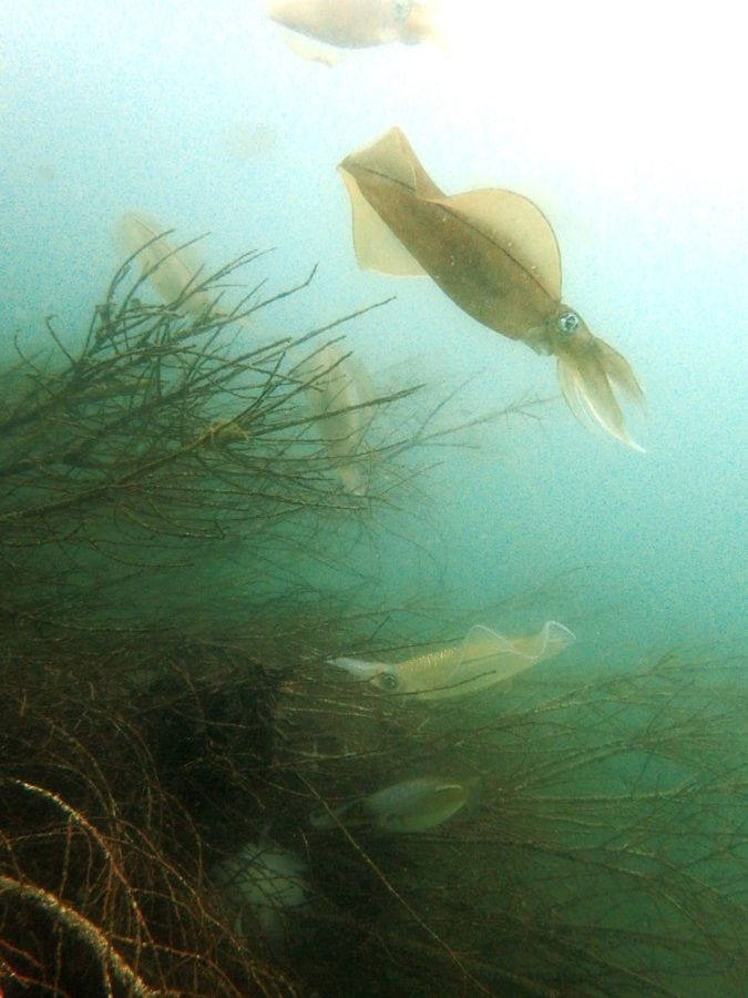 ８月３日・神子元島はハンマーパラダイスからの・・まさかの透明度ダウン