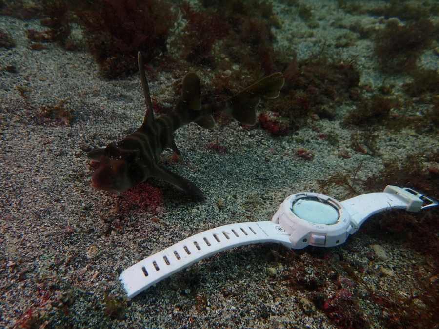 ８月７日　ハンマー群れ・・・しかし透明度苦戦中。。。