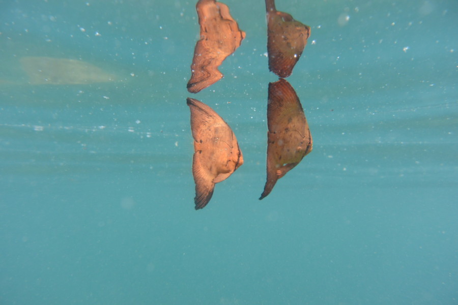 8/6　富戸　手乗りサイズのネコザメ赤ちゃんと出会えました＼(^o^)／