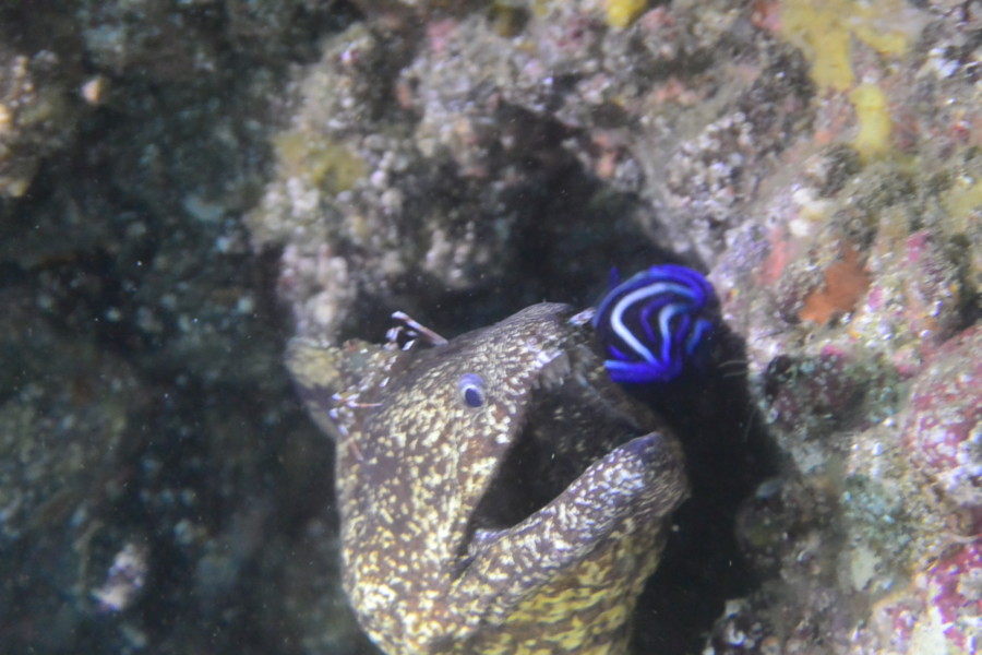 ８月８日・神子元島は毎日変わり悪くなる・・・・