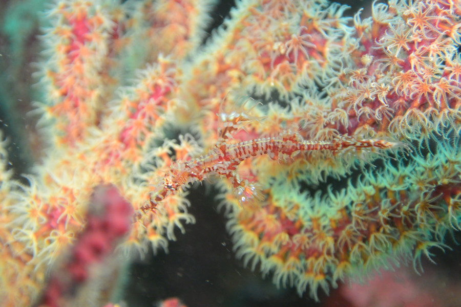 9月15日・神子元島 ハンマーどっか~ん!!大群れ!