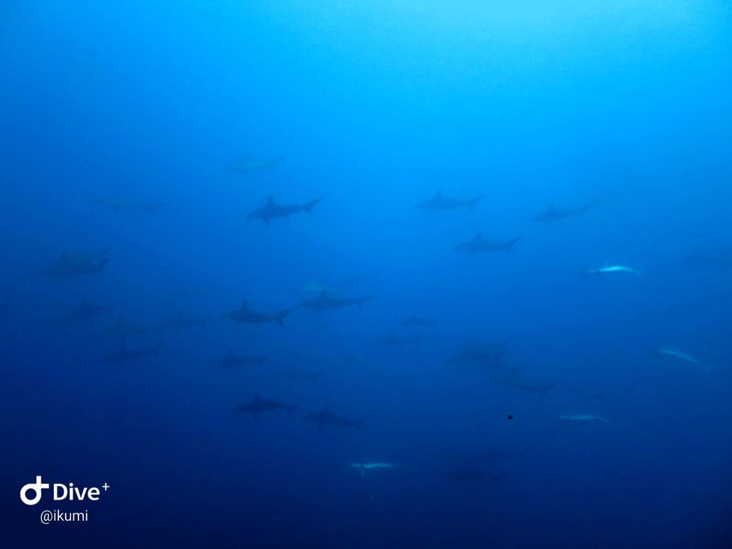 9/17　富戸：魚の形をしてない魚が気になります。。。カミソリウオペア