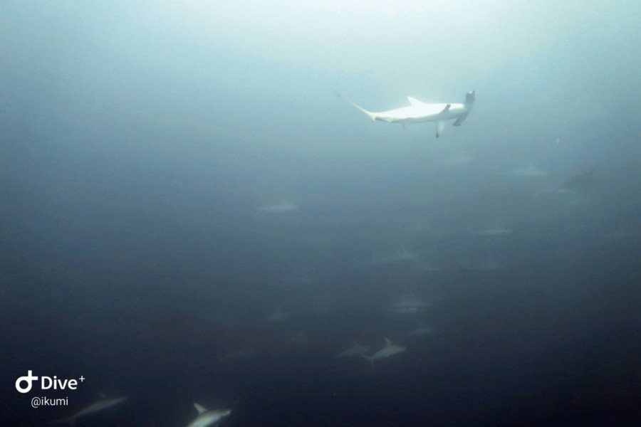 10/3　富戸：魚に埋もれた限定ボートポイント【ピラミッド】＼(^o^)／