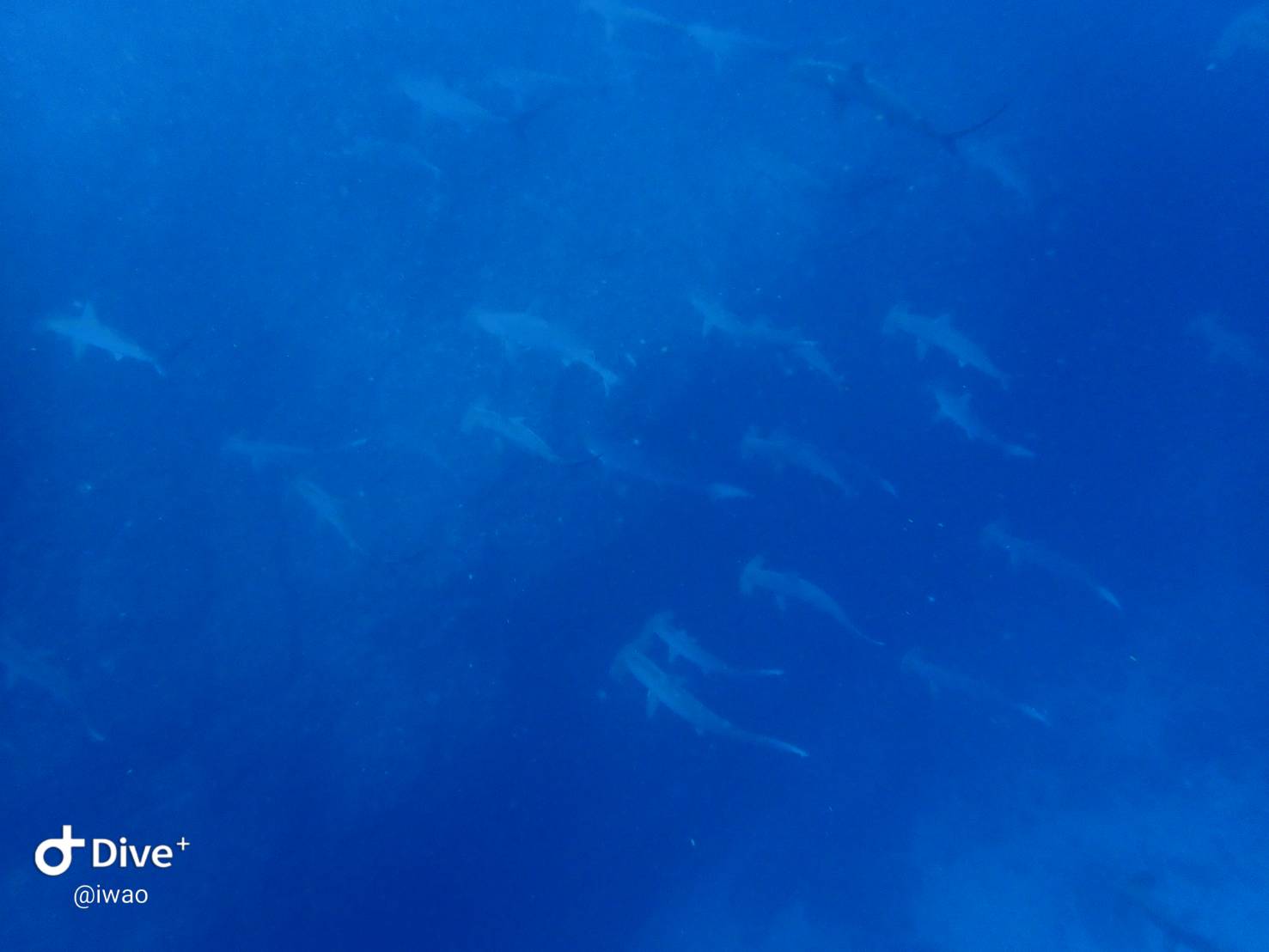 10/3　富戸：魚に埋もれた限定ボートポイント【ピラミッド】＼(^o^)／