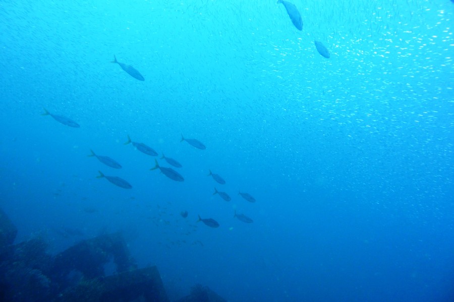 10/30　富戸：ウミテングにイバラタツ！他にも魚の形をしてない魚が見れますよ～^^v