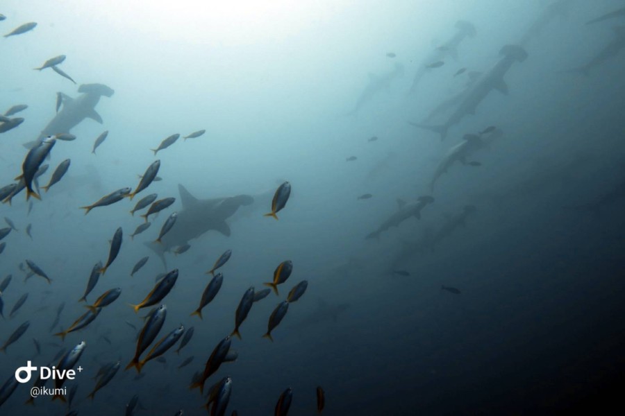 １０月３日・神子元島のハンマー群れは今年一番の群れ！