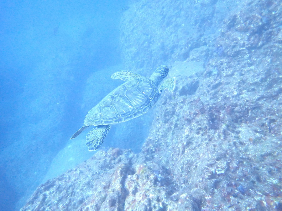 １１月１日　魚影最高なピラミッド(^^)/