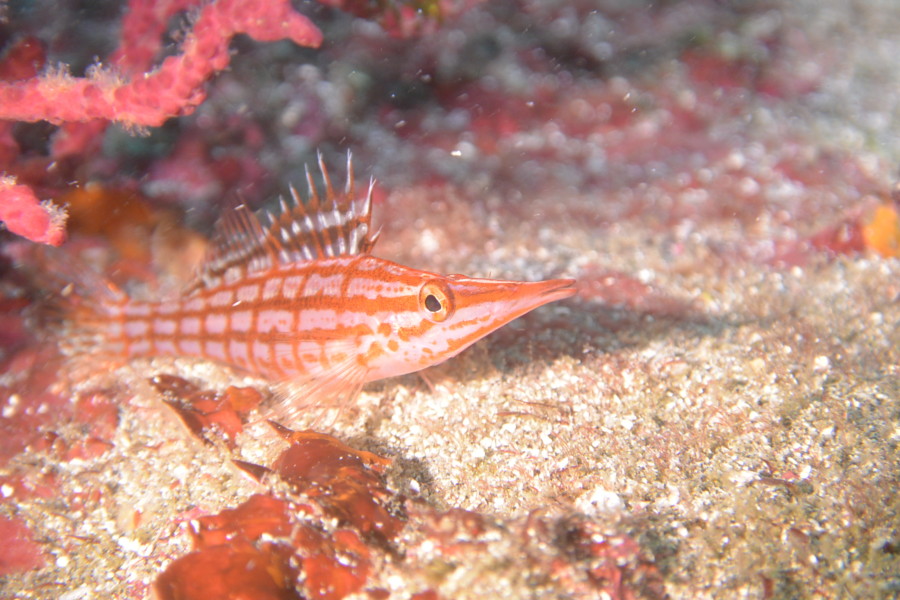 １１月２日　あれ？透明度が・・・