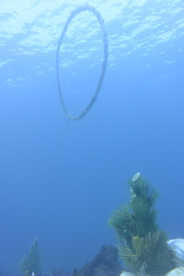 12/29　トビエイ、アオウミガメそして群れ！！富戸のボートは楽しいぞ～♪