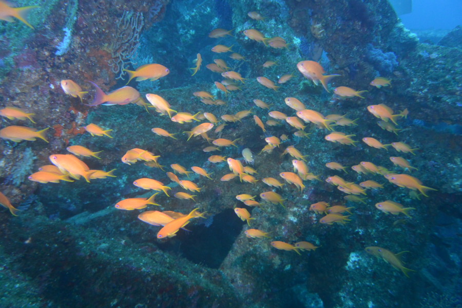 12/4　八幡野へ移動。。。