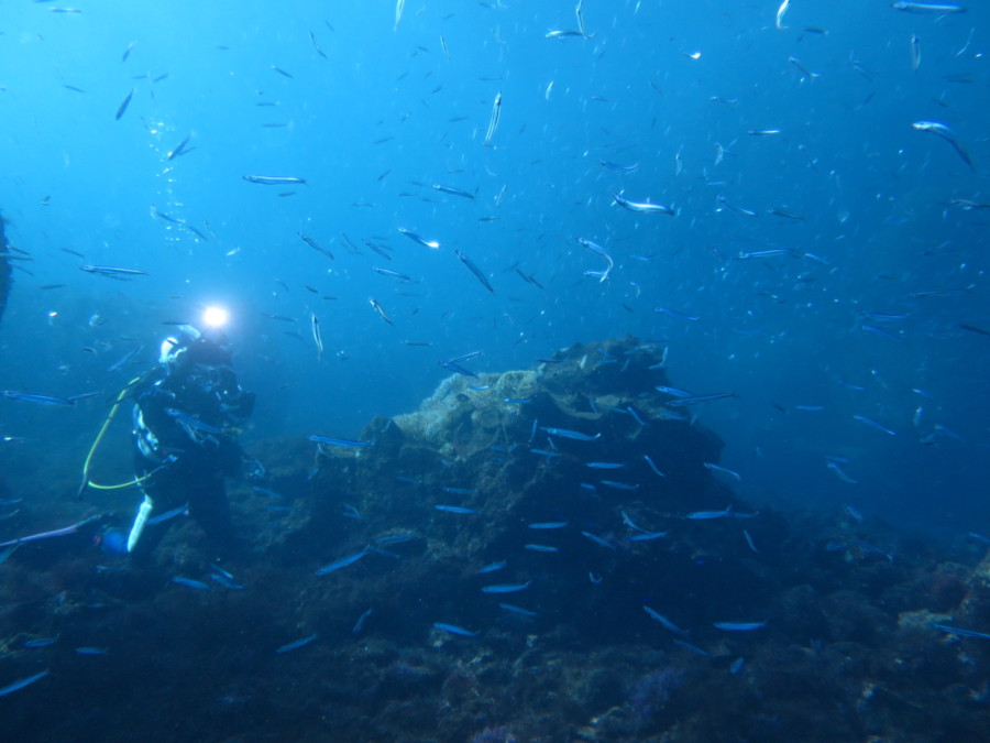 １２/２６　富戸の限定ボートポイント２本立て♪