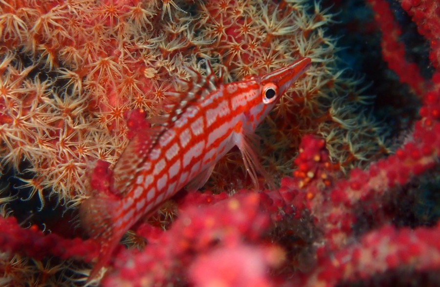 12/15　富戸：群れ良し、可愛い子沢山、青い海です！