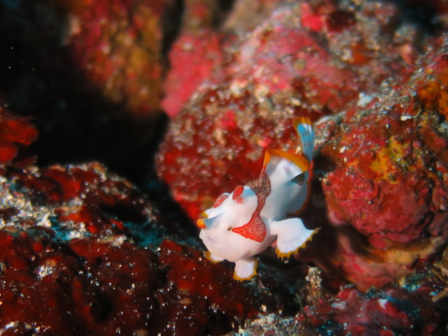 12/17　リクエスト頂きIOP伊豆海洋公園で３ダイブ！青い海！ネコザメも^^v