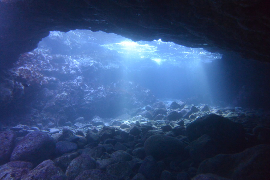 1/3　富戸：本日は可愛い子達クマドリカエルアンコウ、クダゴンベ、スケロクウミタケハゼ他