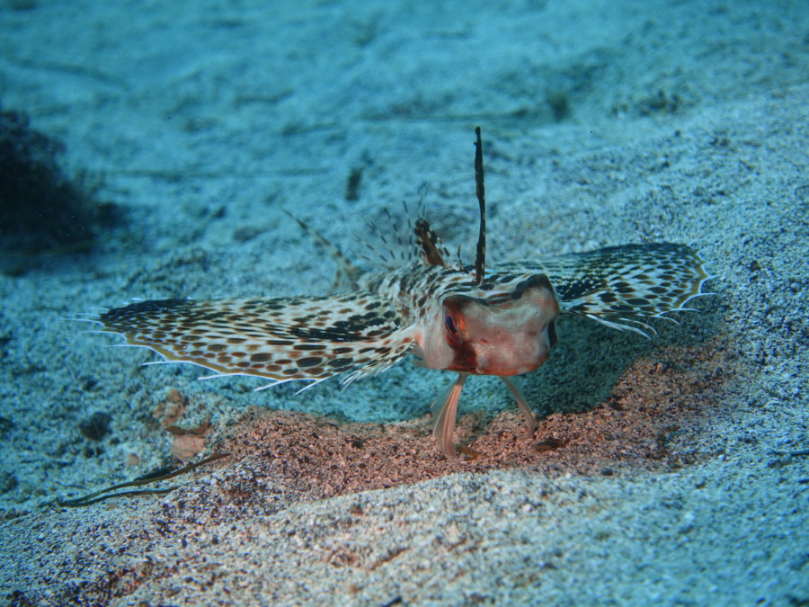 2/17　西風強く伊東のボートへイサキ祭りパート２！！