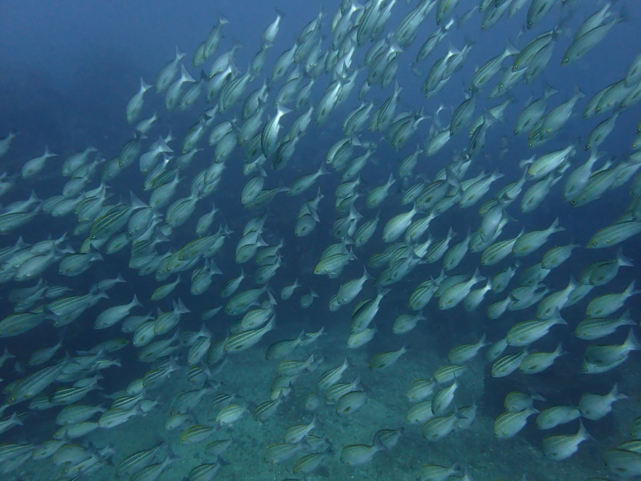 2/17　西風強く伊東のボートへイサキ祭りパート２！！