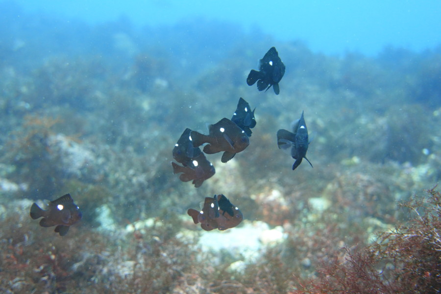 3/24　富戸：砂地でこちらを窺っていた。。。綺麗な目です♪