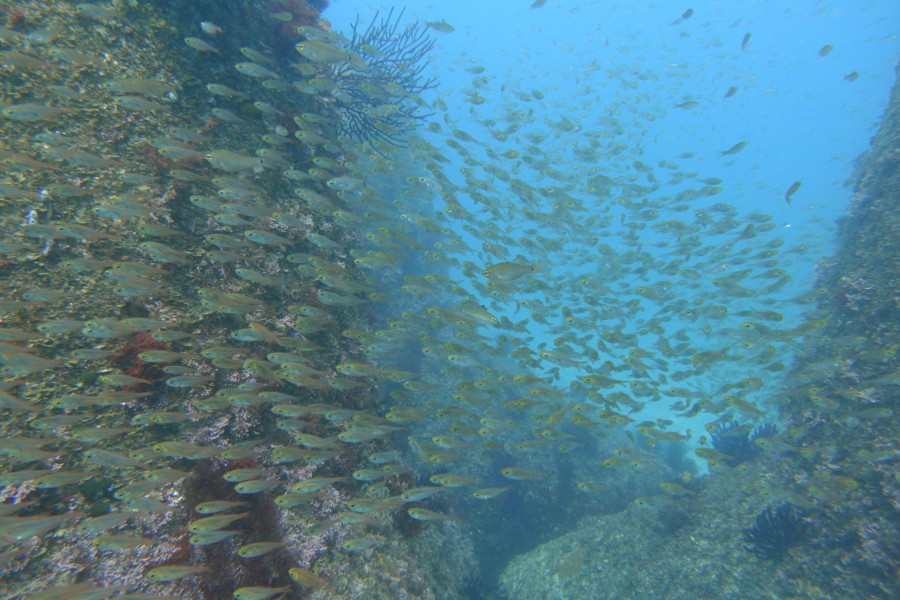 3/24　富戸：砂地でこちらを窺っていた。。。綺麗な目です♪