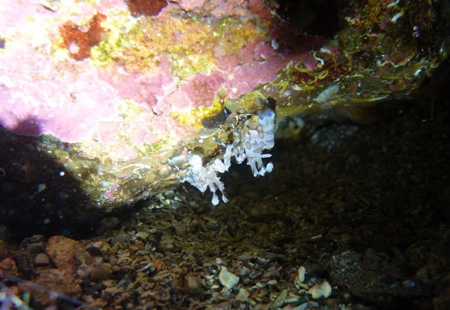 3/27　富戸：群れにかこまれてきました＼(^o^)／