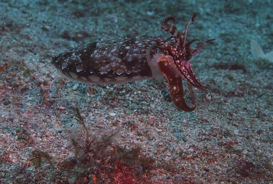 3/27　富戸：群れにかこまれてきました＼(^o^)／