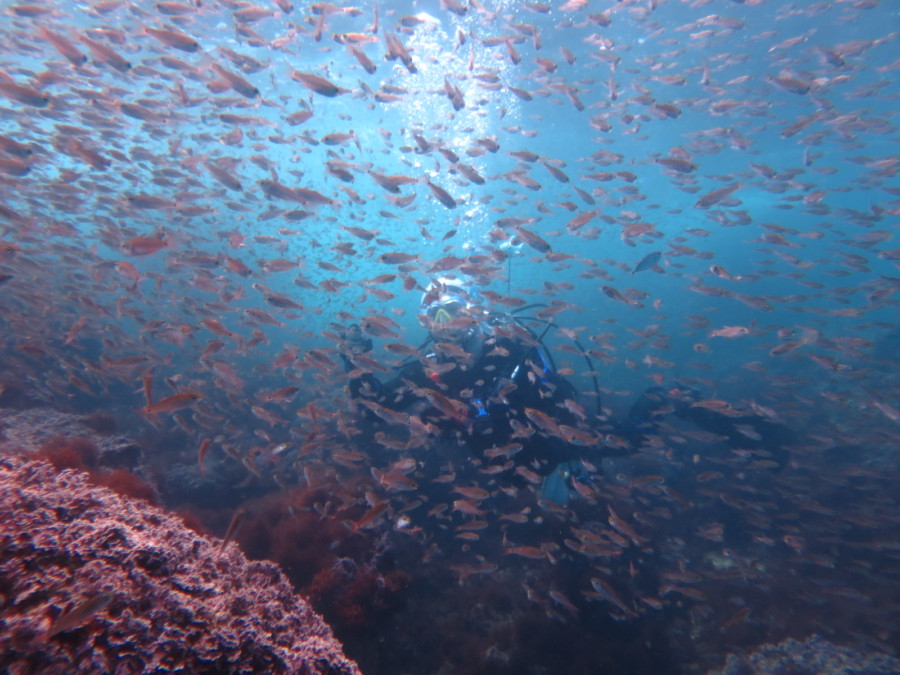 ４ １２ 一押しなネコザメbaby 東伊豆 富戸 神子元島ダイビングスクール ガイドサービス