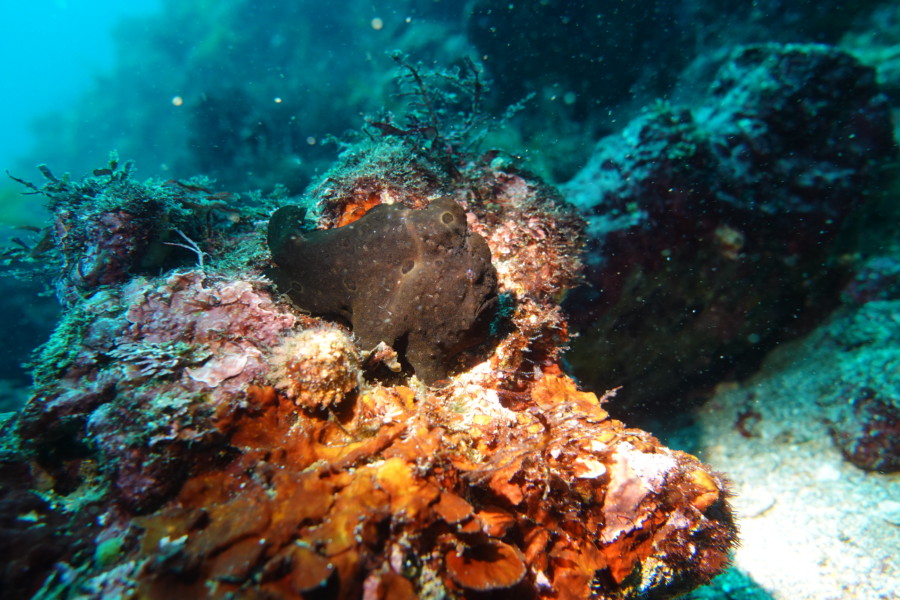 4/30　富戸：青い海で幼魚の群れに囲まれ、砂地ではウミテング＆ネコザメBaby＼(^o^)／