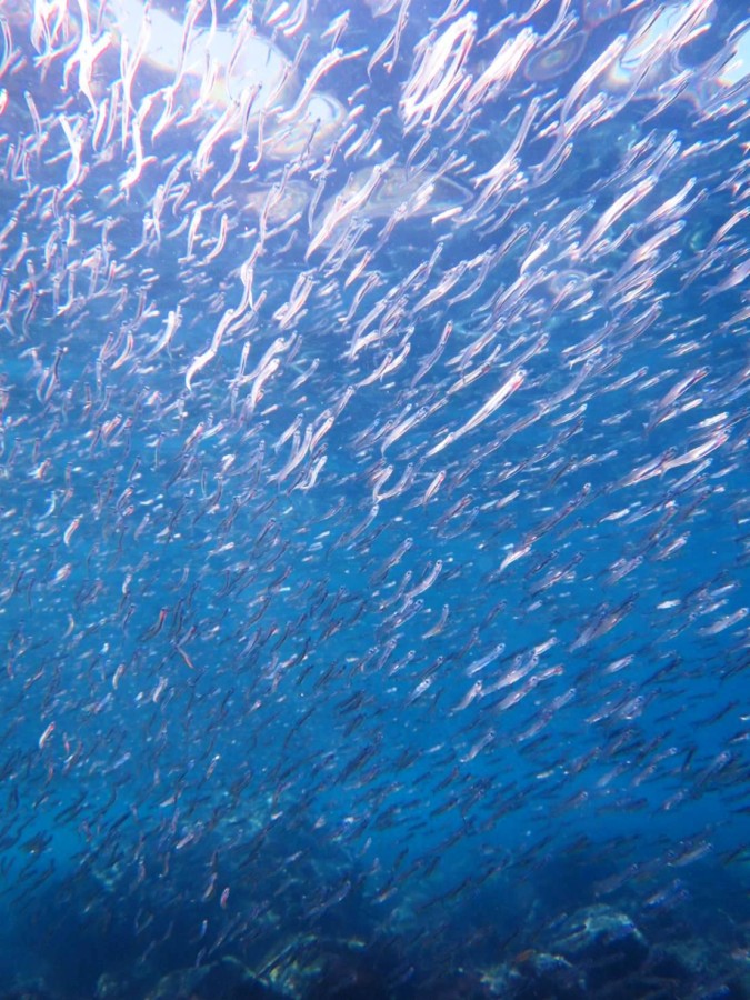 ４/１９　水族館に入った気分が楽しめます♪