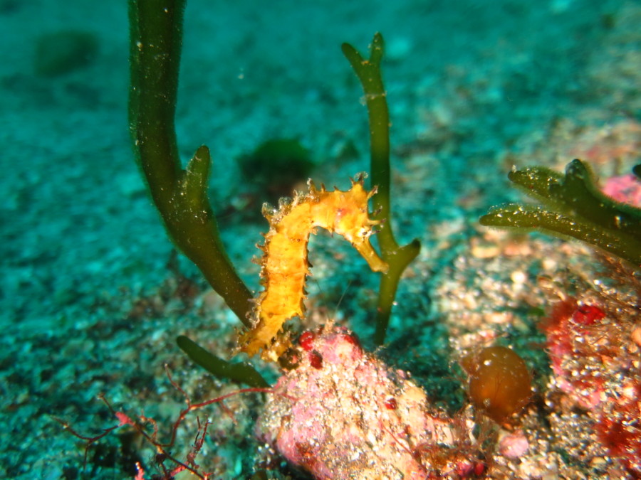 ４ １２ 一押しなネコザメbaby 東伊豆 富戸 神子元島ダイビングスクール ガイドサービス