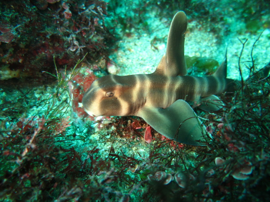 ４ １２ 一押しなネコザメbaby 東伊豆 富戸 神子元島ダイビングスクール ガイドサービス