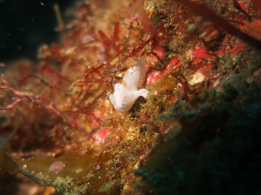 ４/２１　青い海で群れ抜群です！！