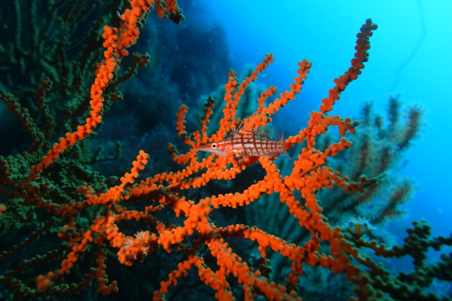 ４/２５　ネコザメの赤ちゃんよく寝ます♪