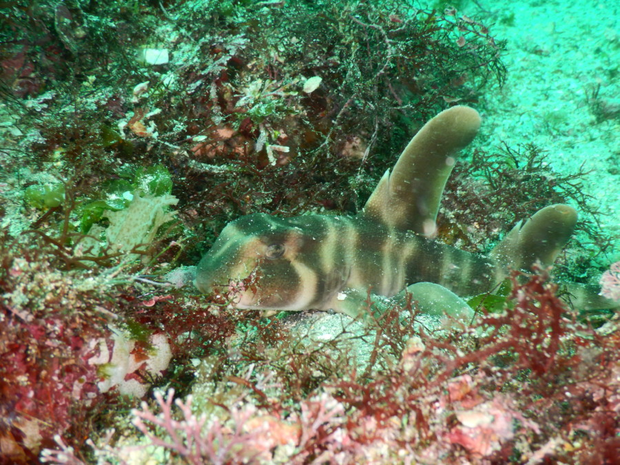 ４ ２５ ネコザメの赤ちゃんよく寝ます 伊豆 東伊豆 富戸のダイビング スクール ダイビング ガイドサービス Dolphinwave ドルフィンウエーブ