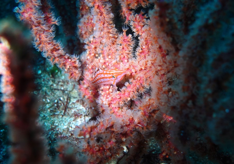 4/30　富戸：青い海で幼魚の群れに囲まれ、砂地ではウミテング＆ネコザメBaby＼(^o^)／