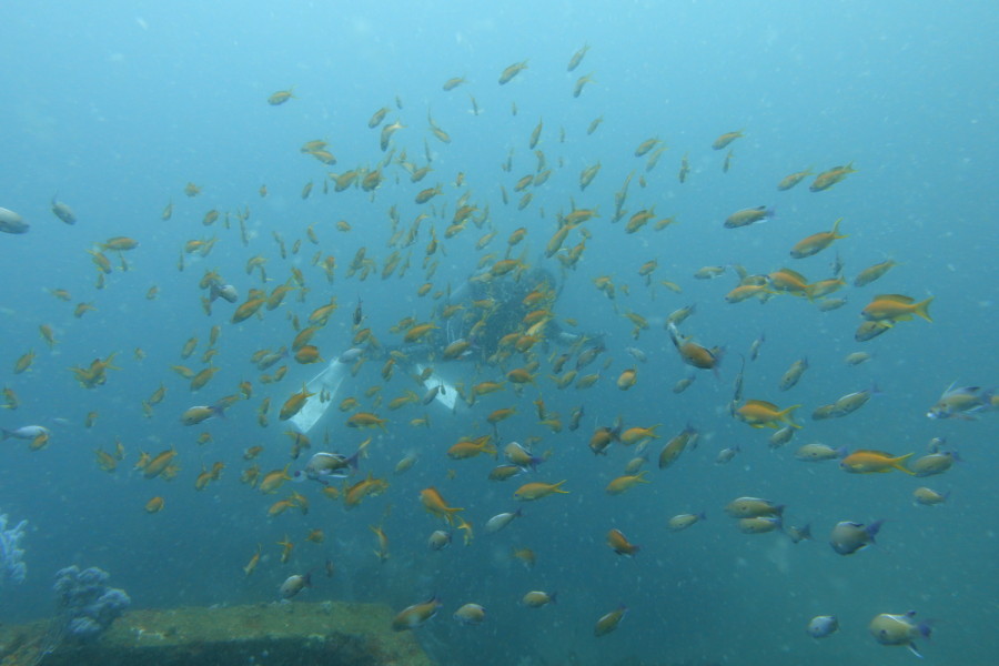 5/16　富戸：本日オープンの夏の限定ボートポイントで超ビッグサイズのネコザメGet！