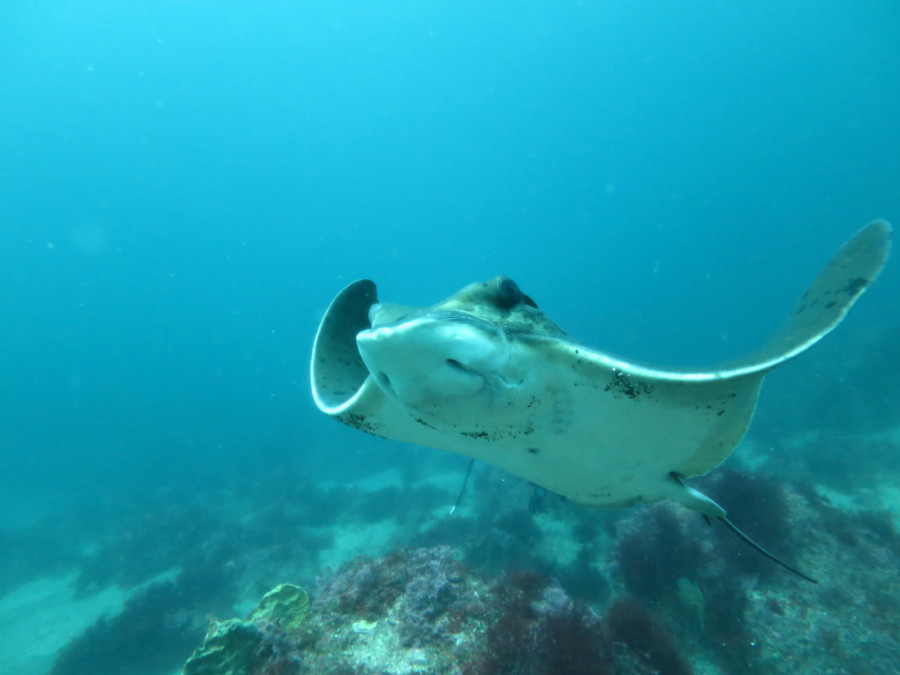 ５/２２　ビーチはアオリイカ♪ボートは限定ポイントピラミッドへ♪