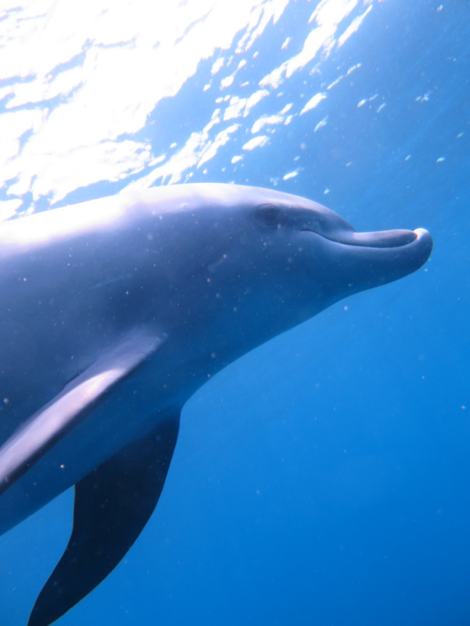 ２０２１年奄美大島ミステリーサークルツアー