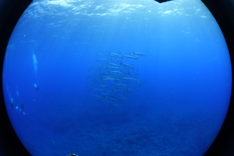 利島ドルフィンスイムツアー２０２１