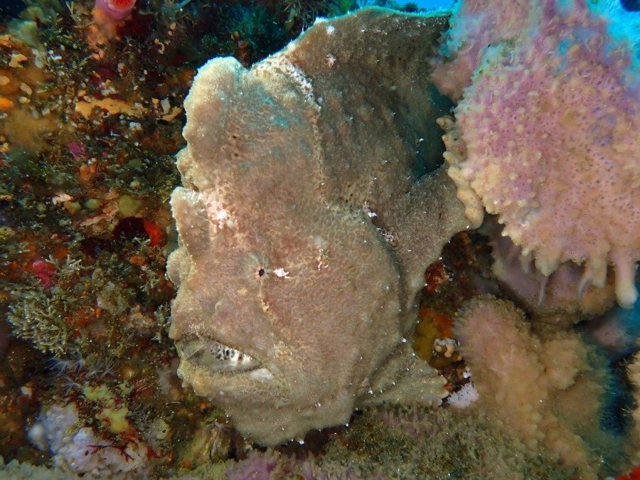 5/21　富戸：格子柄のクダゴンベにレモンイエロー色のオオモンカエルアンコウ