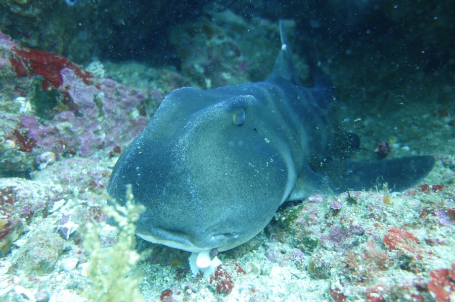 5/16　富戸：本日オープンの夏の限定ボートポイントで超ビッグサイズのネコザメGet！