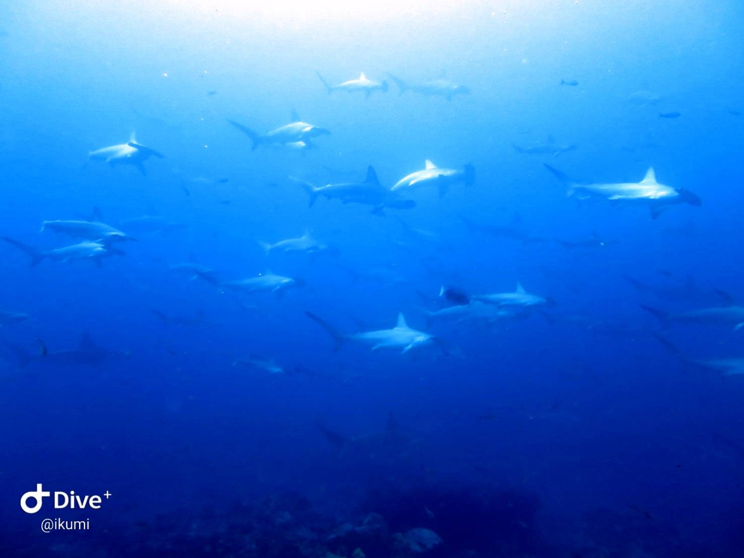 6月14日・神子元島ハンマーヘッドのトルネード！！