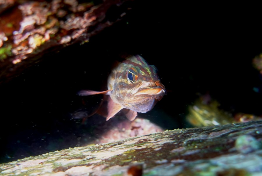 ６／１２　本日の神子元も全ダイブでハンマーヘッド群れ群れGET！