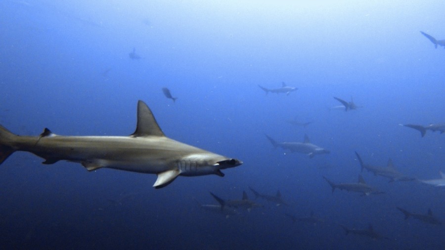 ６/１９　臨時解放レイポイントではドチザメだらけ、ビーチはイワシ、キビナゴだらけ(≧▽≦)