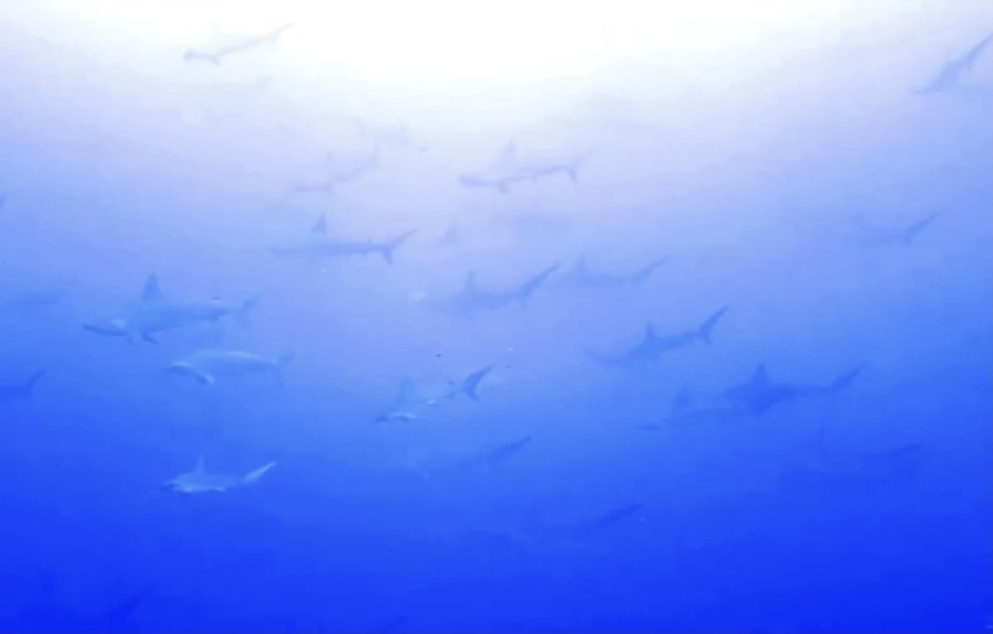 6/13 富戸：今日は昨日とは別のクダゴンベにテングダイ(@_@)綺麗なオオモンカエルアンコウ